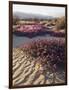 California, Anza Borrego Desert Sp, Sand Verbena on a Sand Dune-Christopher Talbot Frank-Framed Photographic Print