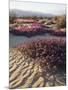 California, Anza Borrego Desert Sp, Sand Verbena on a Sand Dune-Christopher Talbot Frank-Mounted Photographic Print