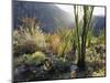 California, Anza Borrego Desert Sp, the Sunset Through Ocotillos-Christopher Talbot Frank-Mounted Photographic Print