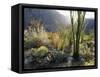 California, Anza Borrego Desert Sp, the Sunset Through Ocotillos-Christopher Talbot Frank-Framed Stretched Canvas