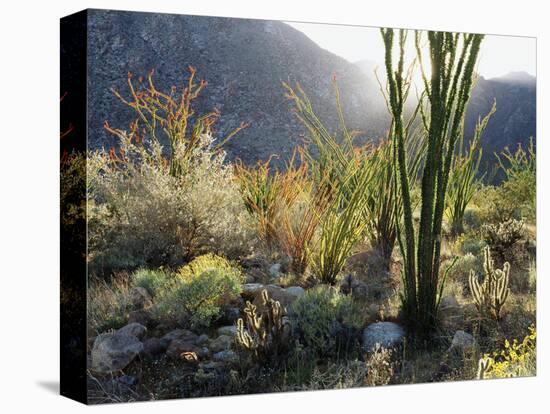 California, Anza Borrego Desert Sp, the Sunset Through Ocotillos-Christopher Talbot Frank-Stretched Canvas