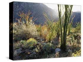 California, Anza Borrego Desert Sp, the Sunset Through Ocotillos-Christopher Talbot Frank-Stretched Canvas