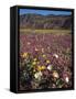 California, Anza Borrego Desert Sp, Wildflowers in Desert-Christopher Talbot Frank-Framed Stretched Canvas