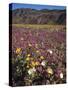 California, Anza Borrego Desert Sp, Wildflowers in Desert-Christopher Talbot Frank-Stretched Canvas