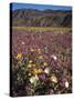 California, Anza Borrego Desert Sp, Wildflowers in Desert-Christopher Talbot Frank-Stretched Canvas