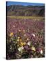 California, Anza Borrego Desert Sp, Wildflowers in Desert-Christopher Talbot Frank-Stretched Canvas