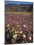 California, Anza Borrego Desert Sp, Wildflowers in Desert-Christopher Talbot Frank-Mounted Photographic Print