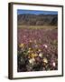 California, Anza Borrego Desert Sp, Wildflowers in Desert-Christopher Talbot Frank-Framed Photographic Print