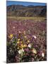 California, Anza Borrego Desert Sp, Wildflowers in Desert-Christopher Talbot Frank-Mounted Photographic Print