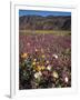 California, Anza Borrego Desert Sp, Wildflowers in Desert-Christopher Talbot Frank-Framed Photographic Print