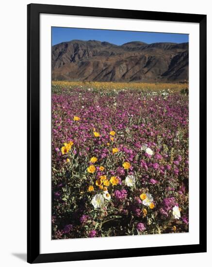 California, Anza Borrego Desert Sp, Wildflowers in Desert-Christopher Talbot Frank-Framed Photographic Print