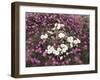 California, Anza Borrego Desert Sp, Wildflowers on a Sand Dune-Christopher Talbot Frank-Framed Premium Photographic Print