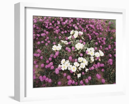 California, Anza Borrego Desert Sp, Wildflowers on a Sand Dune-Christopher Talbot Frank-Framed Premium Photographic Print