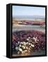 California, Anza Borrego Desert Sp, Wildflowers on a Sand Dune-Christopher Talbot Frank-Framed Stretched Canvas