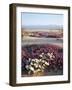 California, Anza Borrego Desert Sp, Wildflowers on a Sand Dune-Christopher Talbot Frank-Framed Photographic Print