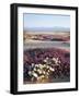 California, Anza Borrego Desert Sp, Wildflowers on a Sand Dune-Christopher Talbot Frank-Framed Photographic Print