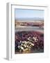 California, Anza Borrego Desert Sp, Wildflowers on a Sand Dune-Christopher Talbot Frank-Framed Photographic Print