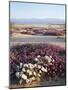 California, Anza Borrego Desert Sp, Wildflowers on a Sand Dune-Christopher Talbot Frank-Mounted Photographic Print