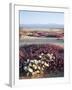 California, Anza Borrego Desert Sp, Wildflowers on a Sand Dune-Christopher Talbot Frank-Framed Photographic Print