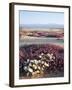 California, Anza Borrego Desert Sp, Wildflowers on a Sand Dune-Christopher Talbot Frank-Framed Photographic Print