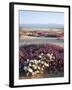 California, Anza Borrego Desert Sp, Wildflowers on a Sand Dune-Christopher Talbot Frank-Framed Photographic Print