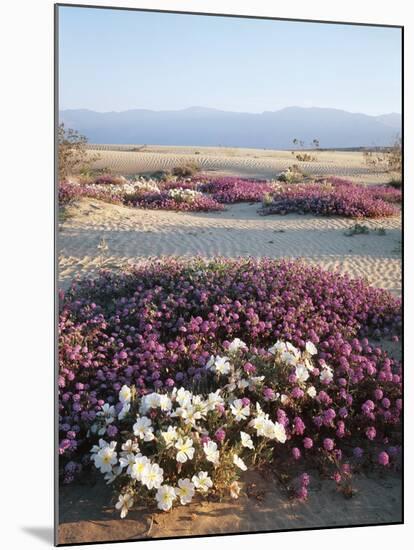 California, Anza Borrego Desert Sp, Wildflowers on a Sand Dune-Christopher Talbot Frank-Mounted Photographic Print