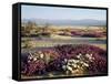 California, Anza Borrego Desert Sp, Wildflowers on a Sand Dune-Christopher Talbot Frank-Framed Stretched Canvas