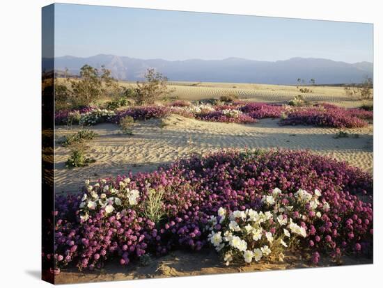 California, Anza Borrego Desert Sp, Wildflowers on a Sand Dune-Christopher Talbot Frank-Stretched Canvas