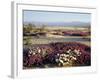 California, Anza Borrego Desert Sp, Wildflowers on a Sand Dune-Christopher Talbot Frank-Framed Photographic Print