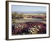 California, Anza Borrego Desert Sp, Wildflowers on a Sand Dune-Christopher Talbot Frank-Framed Photographic Print