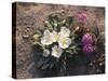 California, Anza Borrego Desert Sp, Wildflowers on a Sand Dune-Christopher Talbot Frank-Stretched Canvas