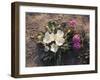 California, Anza Borrego Desert Sp, Wildflowers on a Sand Dune-Christopher Talbot Frank-Framed Premium Photographic Print