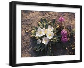 California, Anza Borrego Desert Sp, Wildflowers on a Sand Dune-Christopher Talbot Frank-Framed Premium Photographic Print