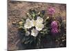 California, Anza Borrego Desert Sp, Wildflowers on a Sand Dune-Christopher Talbot Frank-Mounted Premium Photographic Print