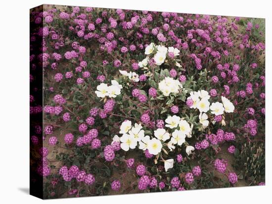 California, Anza Borrego Desert Sp, Wildflowers on a Sand Dune-Christopher Talbot Frank-Stretched Canvas