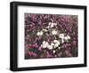 California, Anza Borrego Desert Sp, Wildflowers on a Sand Dune-Christopher Talbot Frank-Framed Photographic Print