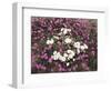 California, Anza Borrego Desert Sp, Wildflowers on a Sand Dune-Christopher Talbot Frank-Framed Photographic Print