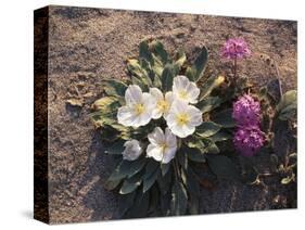 California, Anza Borrego Desert Sp, Wildflowers on a Sand Dune-Christopher Talbot Frank-Stretched Canvas