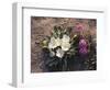 California, Anza Borrego Desert Sp, Wildflowers on a Sand Dune-Christopher Talbot Frank-Framed Photographic Print