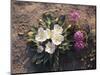 California, Anza Borrego Desert Sp, Wildflowers on a Sand Dune-Christopher Talbot Frank-Mounted Photographic Print