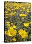 California, Anza Borrego Desert State Park, Desert Sunflowers-Christopher Talbot Frank-Stretched Canvas