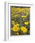 California, Anza Borrego Desert State Park, Desert Sunflowers-Christopher Talbot Frank-Framed Photographic Print