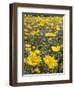 California, Anza Borrego Desert State Park, Desert Sunflowers-Christopher Talbot Frank-Framed Premium Photographic Print