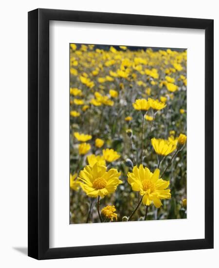 California, Anza Borrego Desert State Park, Desert Sunflowers-Christopher Talbot Frank-Framed Premium Photographic Print