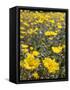 California, Anza Borrego Desert State Park, Desert Sunflowers-Christopher Talbot Frank-Framed Stretched Canvas