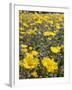 California, Anza Borrego Desert State Park, Desert Sunflowers-Christopher Talbot Frank-Framed Photographic Print