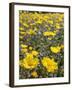 California, Anza Borrego Desert State Park, Desert Sunflowers-Christopher Talbot Frank-Framed Photographic Print