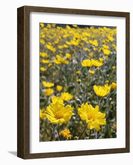 California, Anza Borrego Desert State Park, Desert Sunflowers-Christopher Talbot Frank-Framed Photographic Print