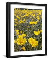 California, Anza Borrego Desert State Park, Desert Sunflowers-Christopher Talbot Frank-Framed Photographic Print