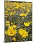California, Anza Borrego Desert State Park, Desert Sunflowers-Christopher Talbot Frank-Mounted Photographic Print